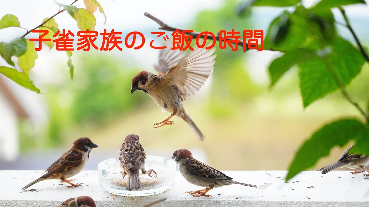 ベランダの子雀親子2/28(土)