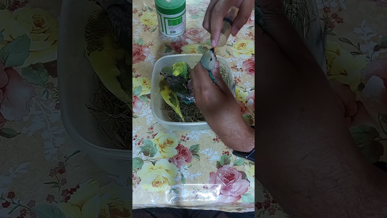 اسهل طريقة لتأكيل الطيور يدويا