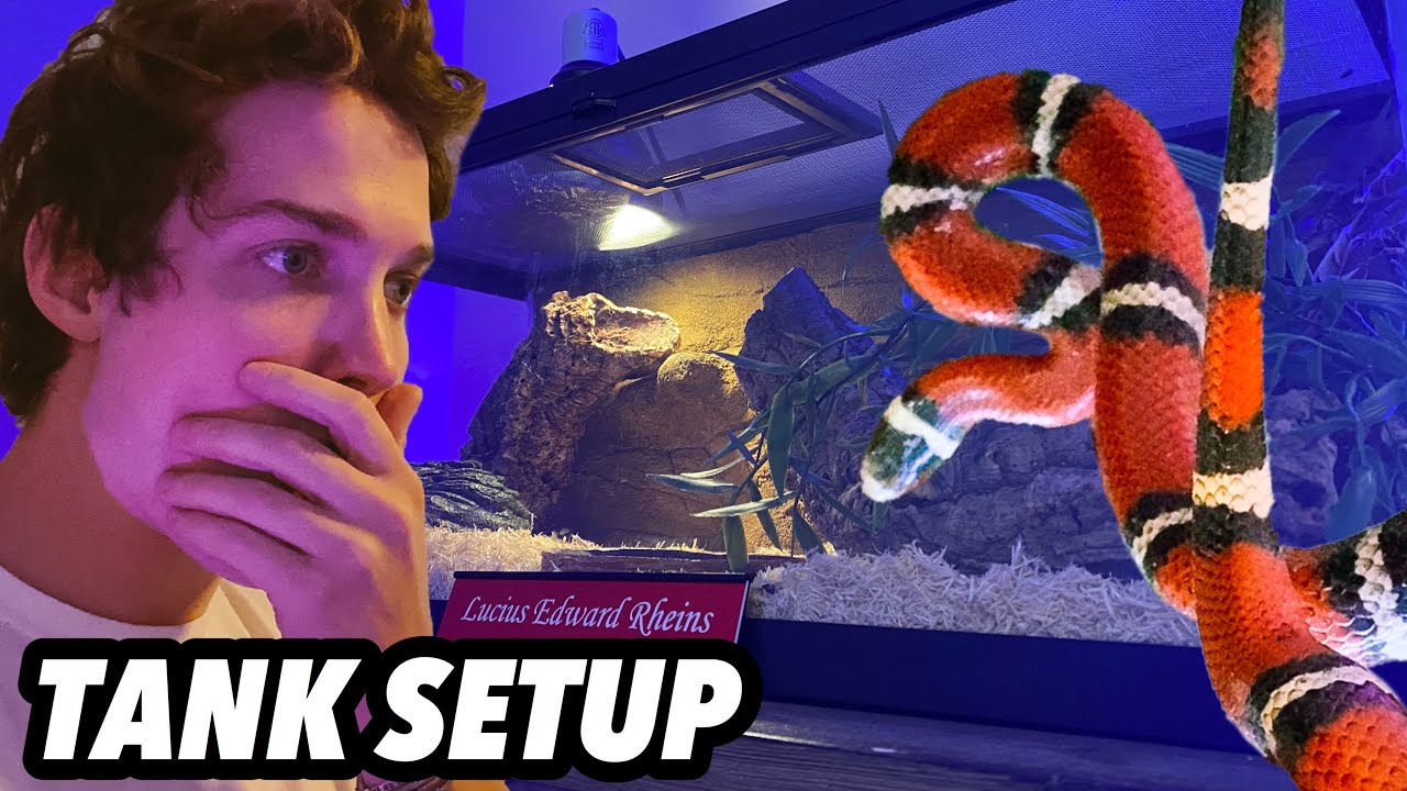 HOW TO Setup A Nelson's Milk Snake Enclosure!
