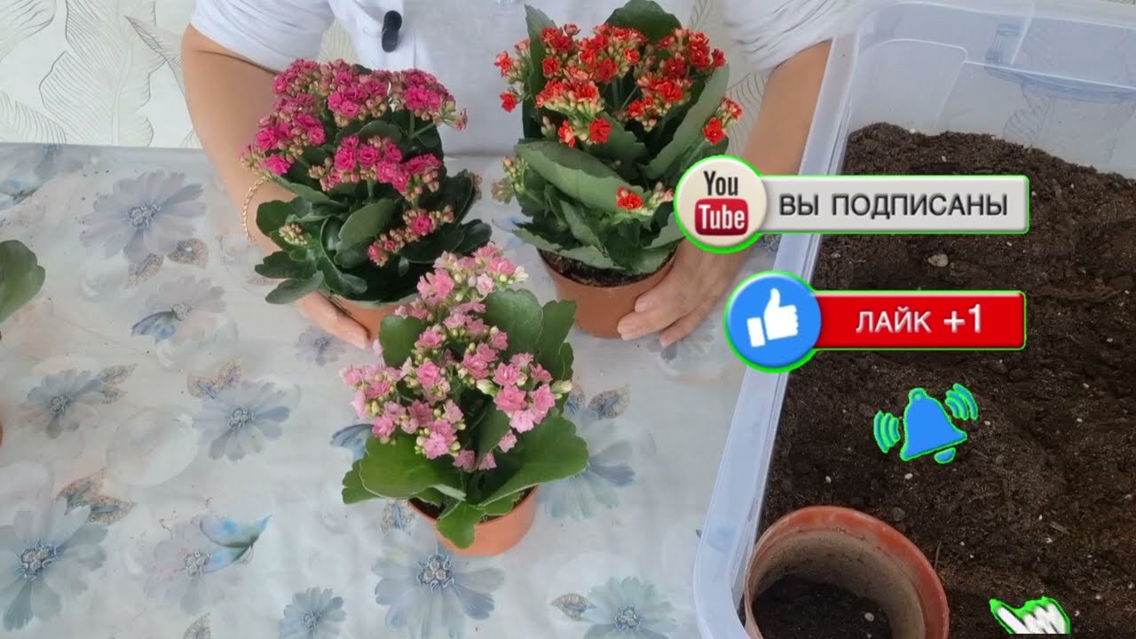 Каланхое гүлдөбөйт....Баардык комментарийге жооп...