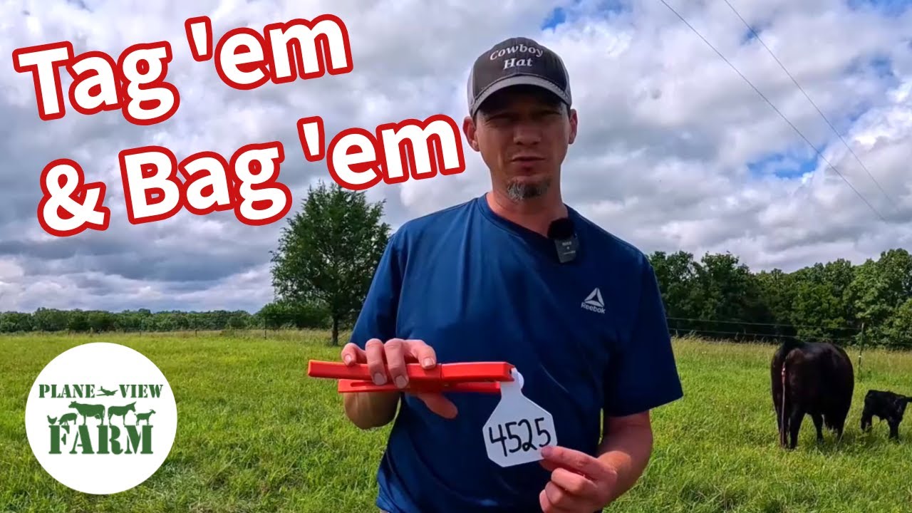 How to Tag Cattle (The EASY Way)