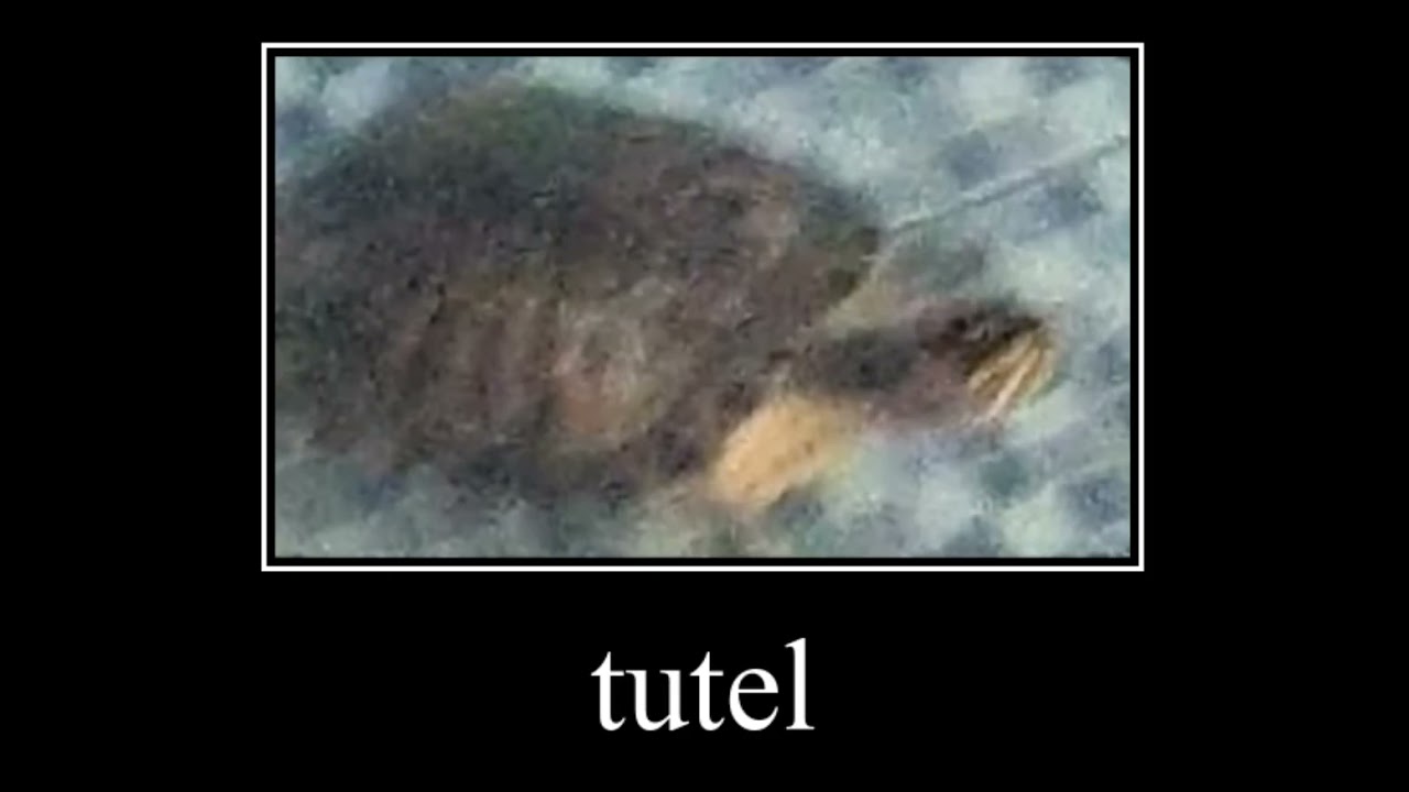 tutel meme