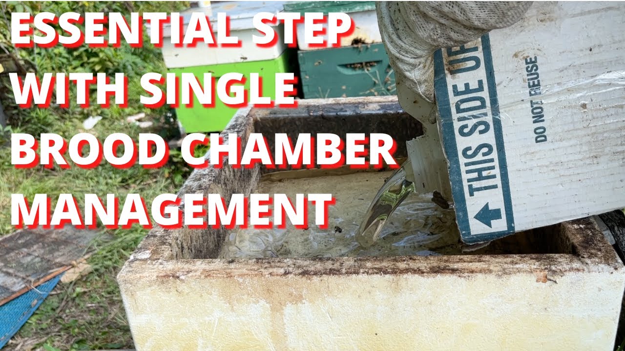 Essential step with single brood chamber management