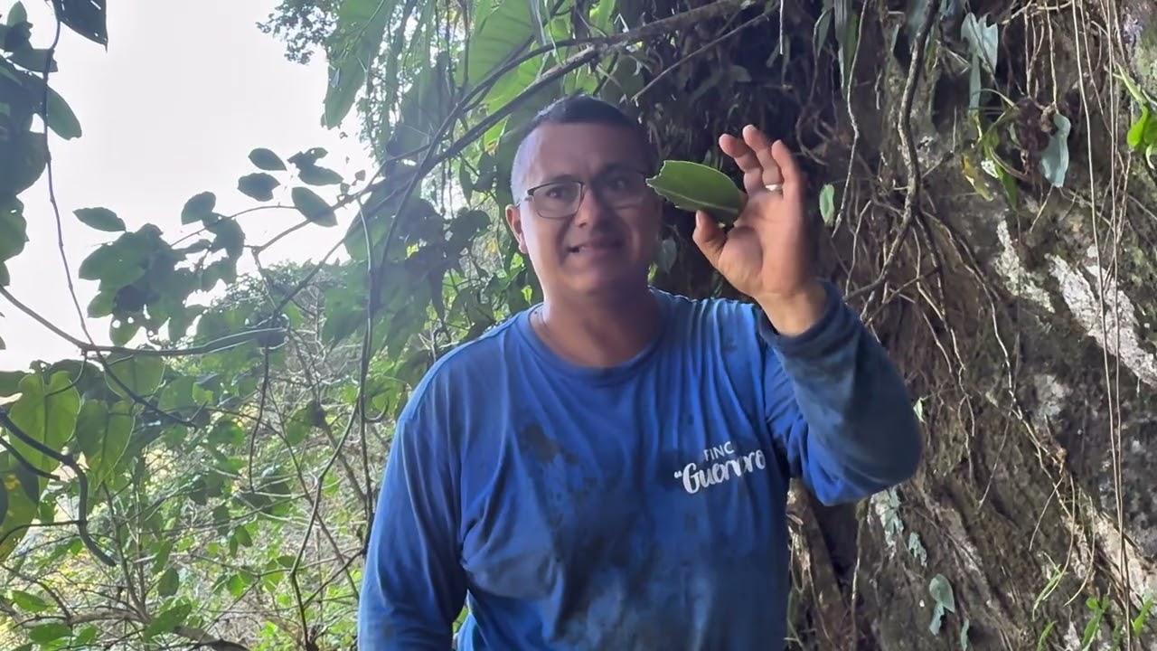 Día miércoles de cortar hoja de  platano y lenguas de tigre 🐅 