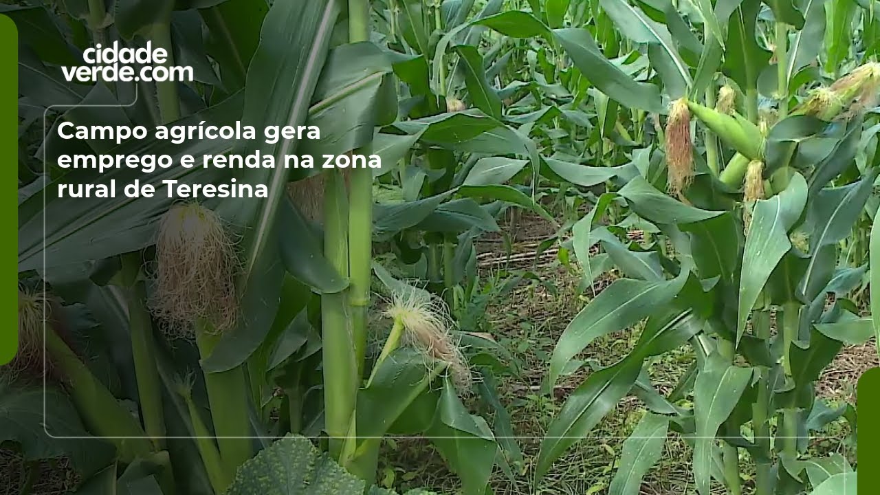 Campo agrícola gera emprego e renda na zona rural de Teresina