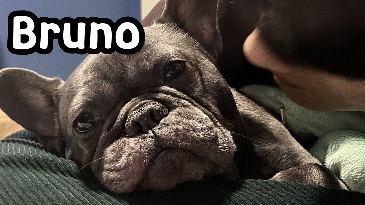 A Day in the Life of a French Bulldog.