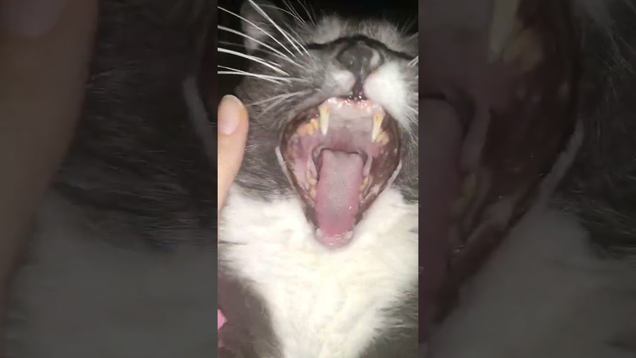 Kicco si sveglia e vuole le coccole ❤️ 