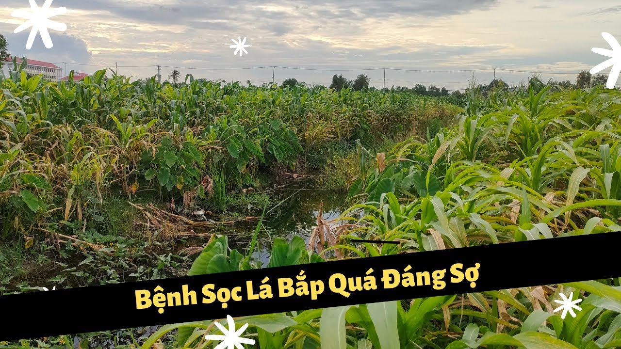 Bệnh Sọc Lá Trên Cây Bắp Ngô Thật Đáng Sợ