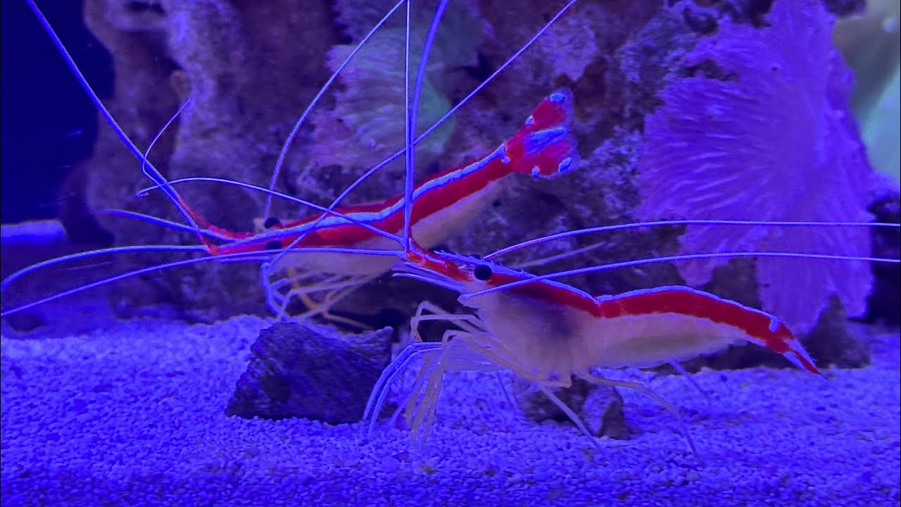Skunk cleaner shrimp care and they have eggs