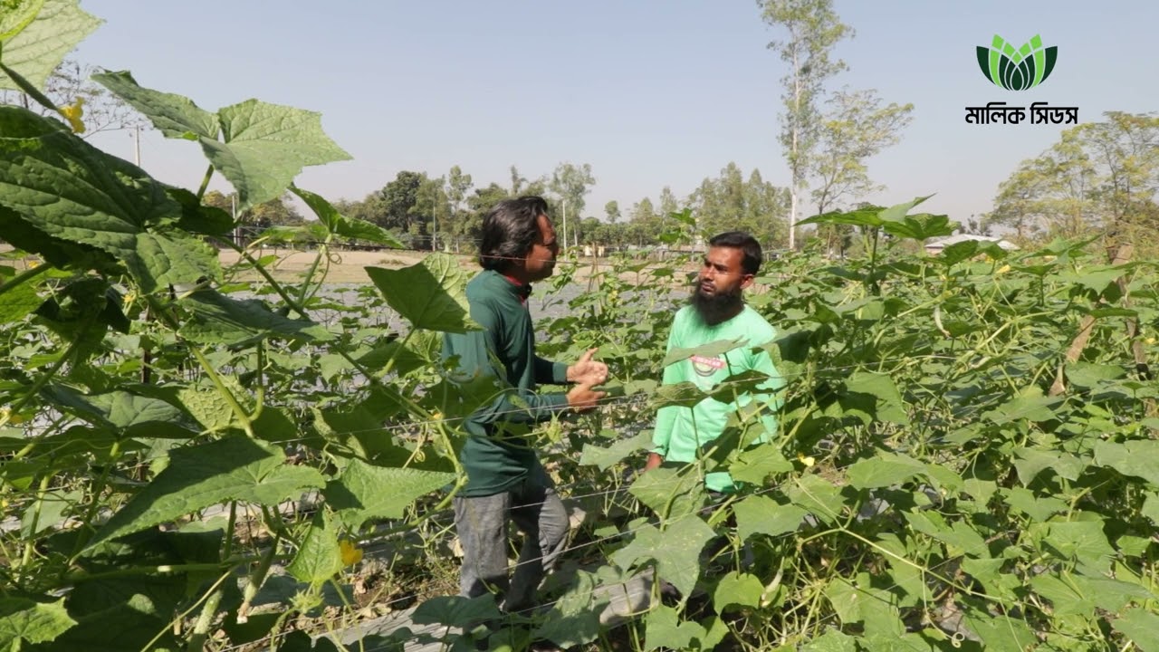 শীতকালীন শসা “জাদু”র বাম্পার ফলন 🥒🥒🥒