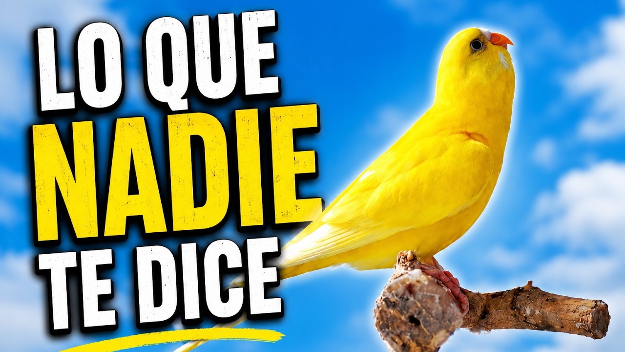 No Compres Un Pájaro Antes De Saber Esto