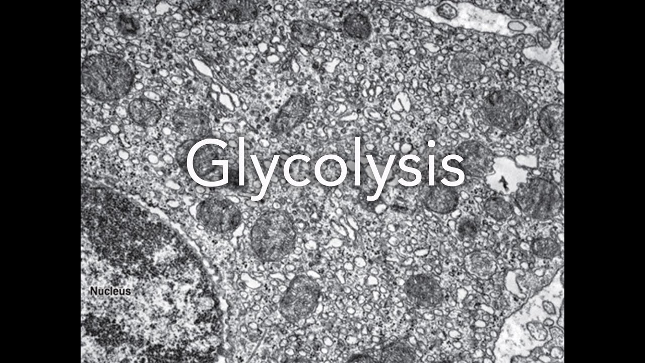 Glycolysis