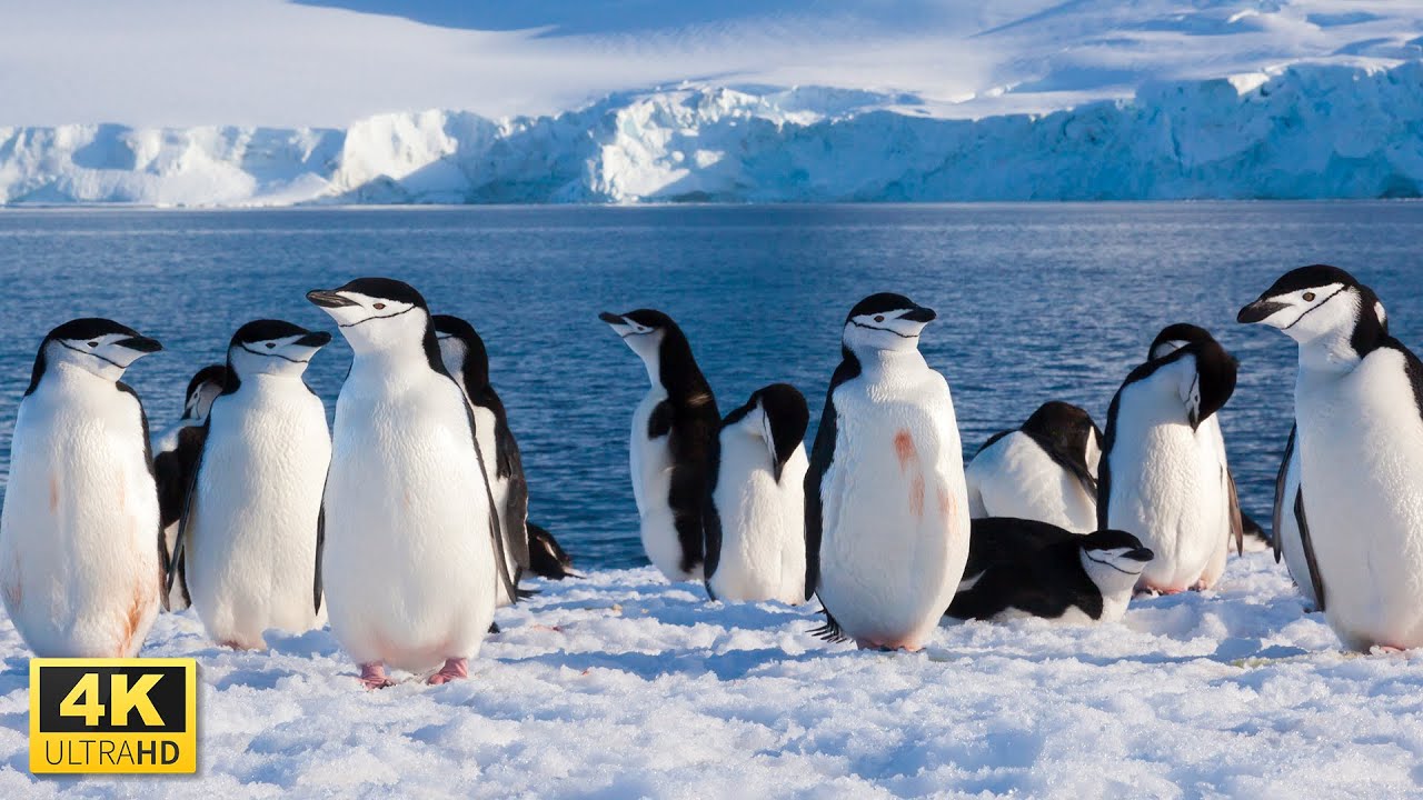 Amazing Penguins Collection in 4K UHD with Relaxing Music
