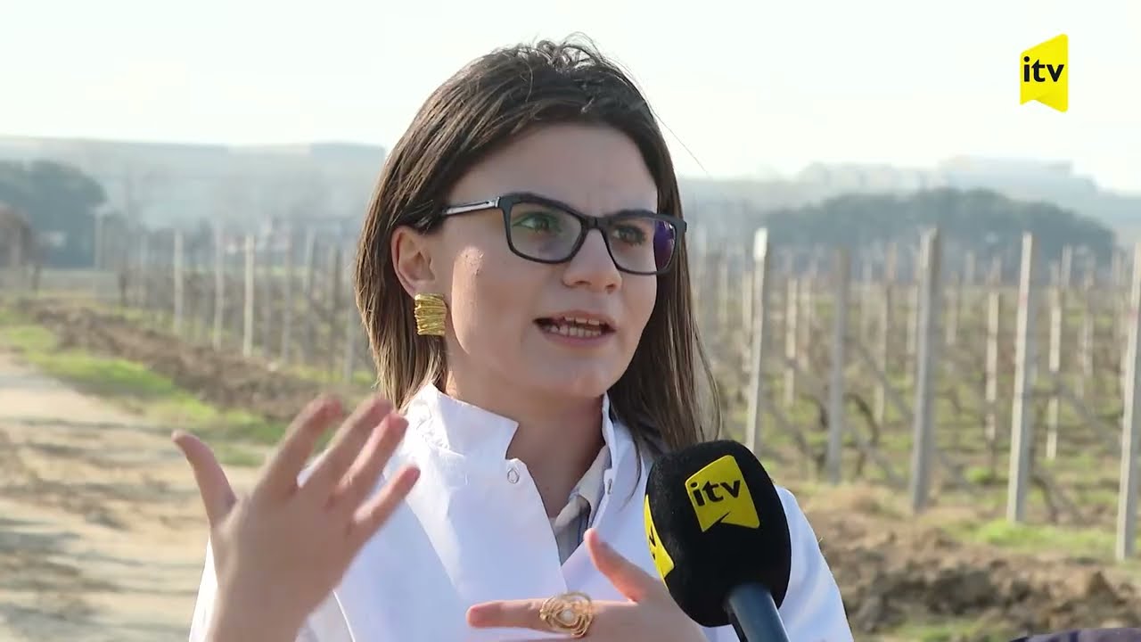 Üzümçülükdə bağlama mərhələsinin əhəmiyyəti