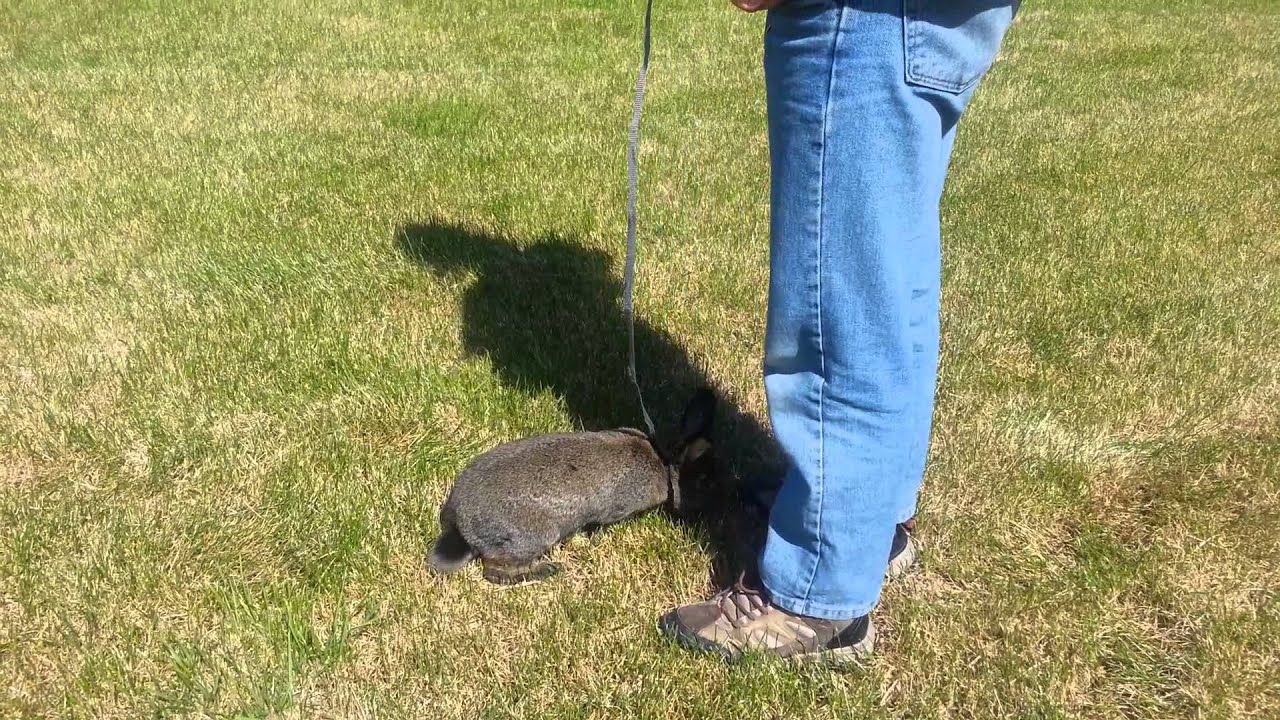 Fluffy: Destroyer of Worlds on a Leash.