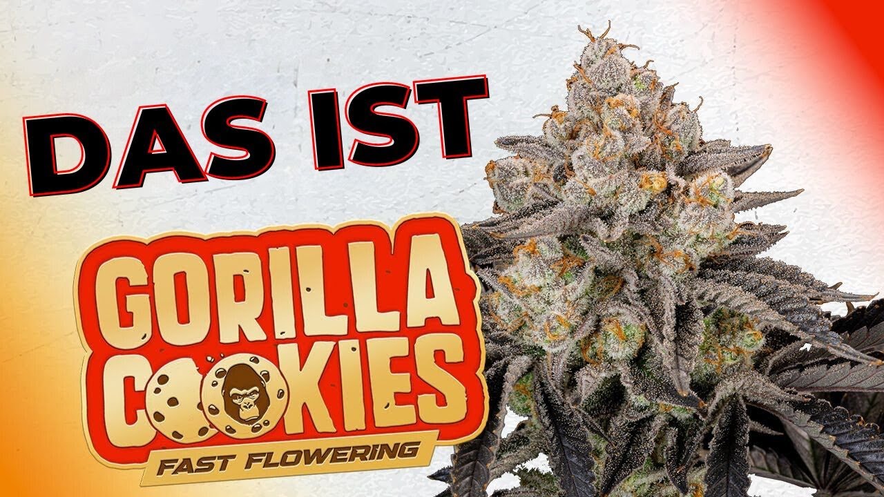 🦍Gorilla Cookies FF🍪 | Strain Description | Fast Buds FAST FLOWER Seeds | Hybrid @BasementGrowShow