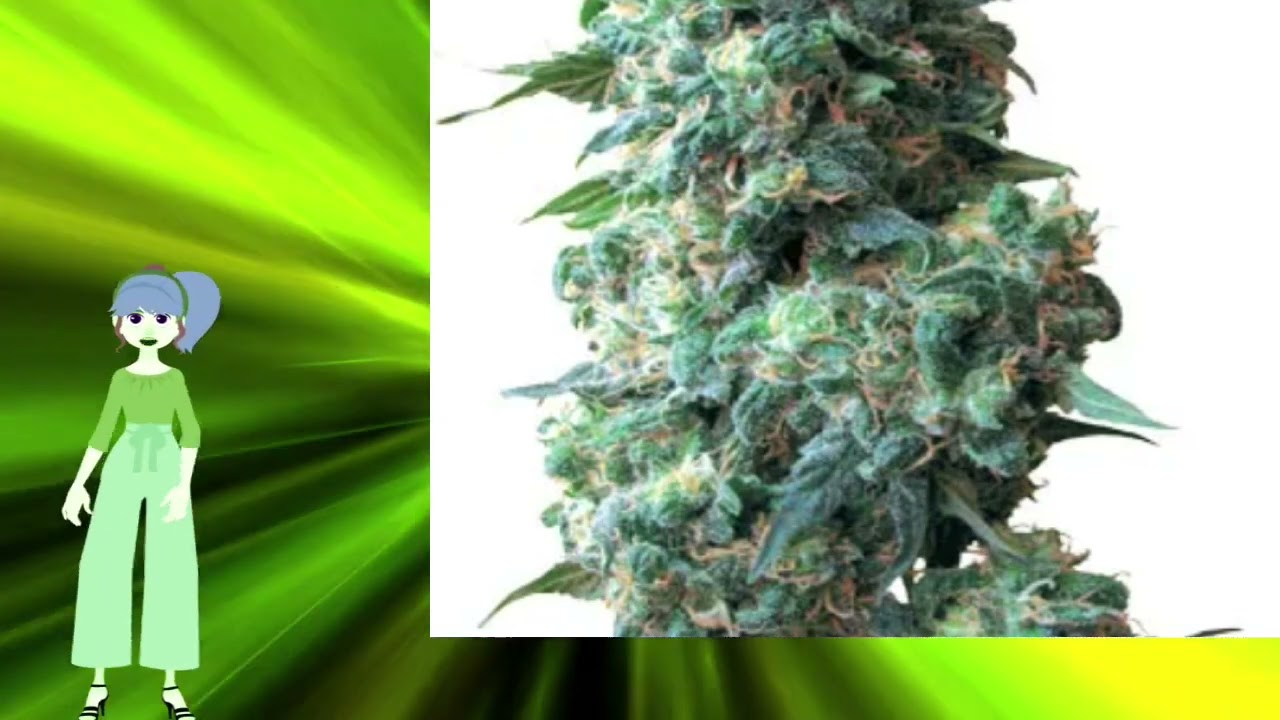Sour Kush Auto &ndash; Growers Choice