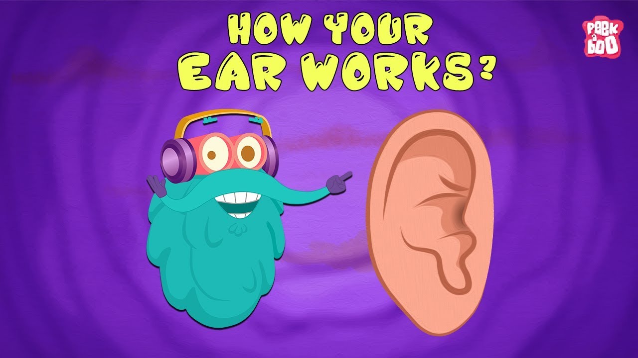 How Your Ear Works? - The Dr. Binocs Show | Best Learning Videos For Kids | Peekaboo Kidz
