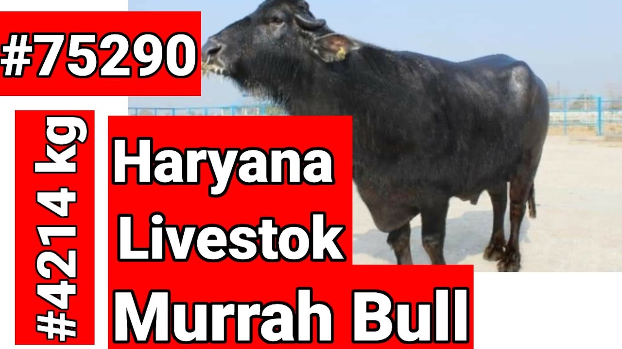#HLDB #Hisar 🕶️👑👌🏾🤔#75290 #Murrah Bull🧐🐃👍🏿