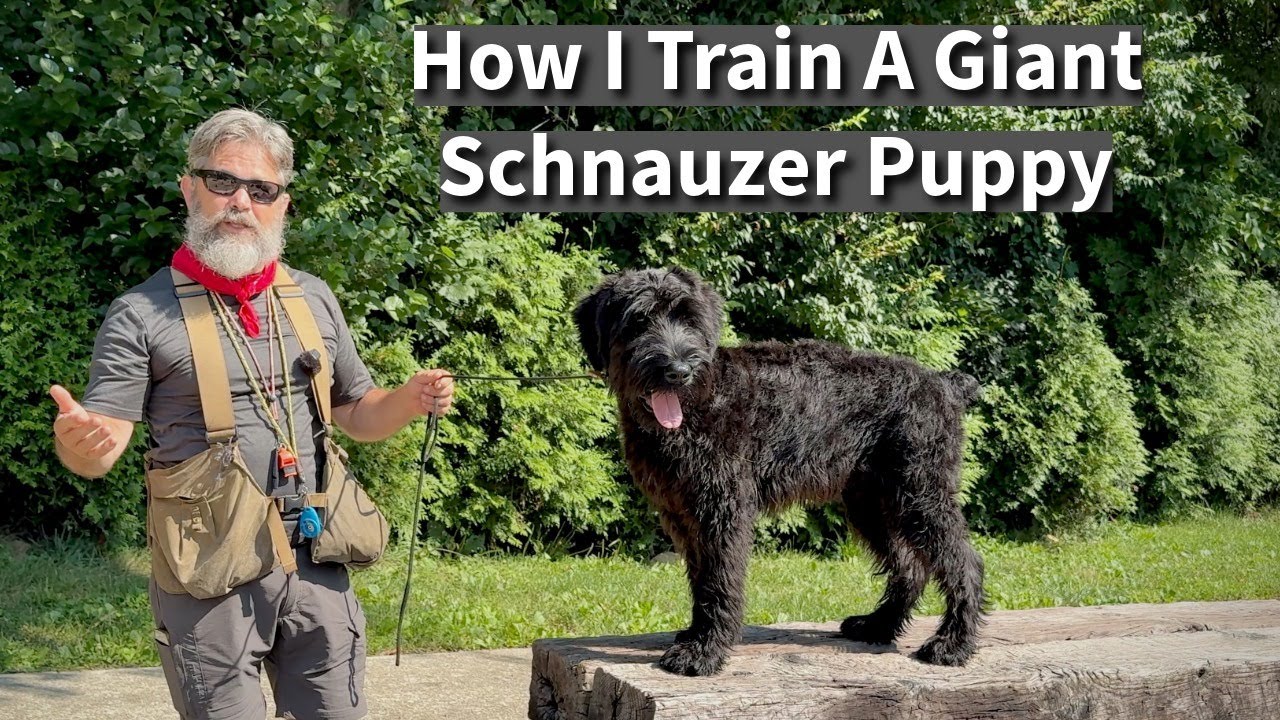 Giant Schnauzer Puppy Training: Obedience & Socialization for a Family Guard Dog
