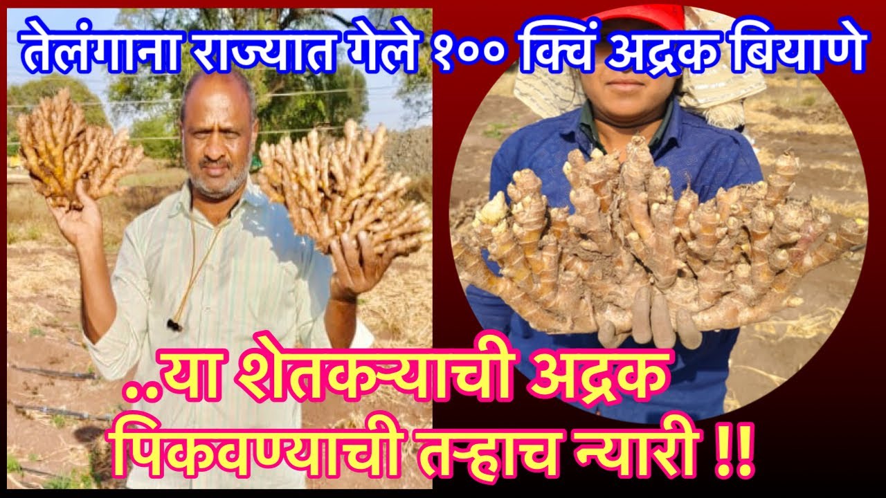 बियाणासाठी अद्रक पिकवणारे शेतकरी। Ginger seed Production