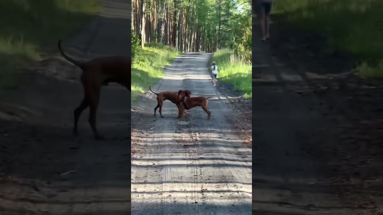 Two rhodesian ridgebacks males first meeting great social puer fun