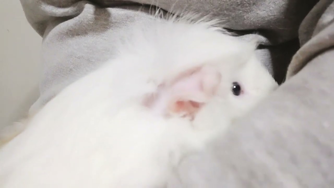 キャラメルちゃんをなでなで～#モルモット#ペット