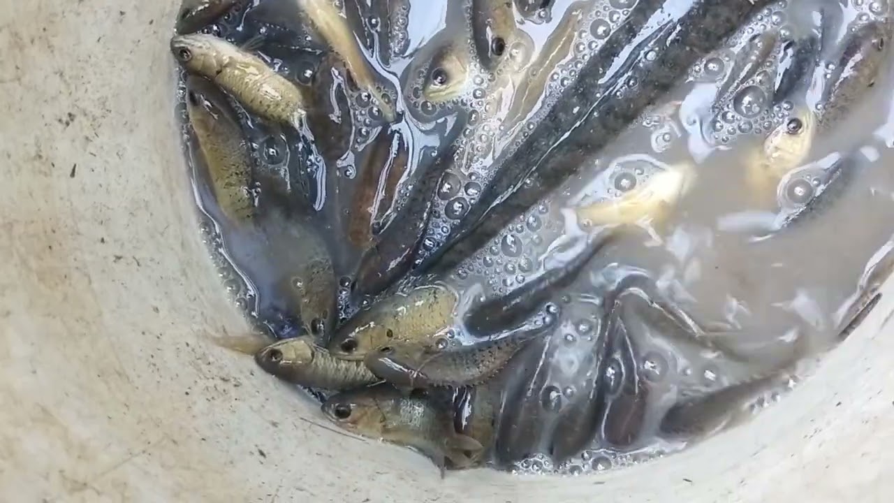 ทำปลา👌🏻‼️ 