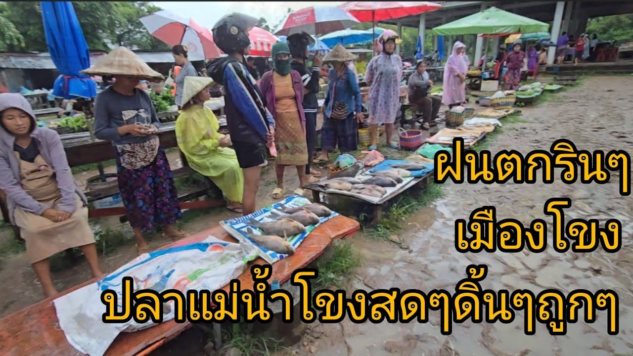 #เที่ยวลาวใต้ ปลาแม่น้ำโขงสดๆถูกๆที่เมืองโขง ในวันฝนตกรินๆ#ลาวใต้ #สปปลาว #สะบายดี