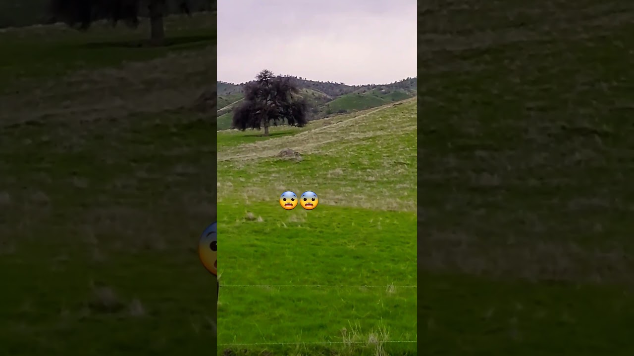 we got the chupacabra in video