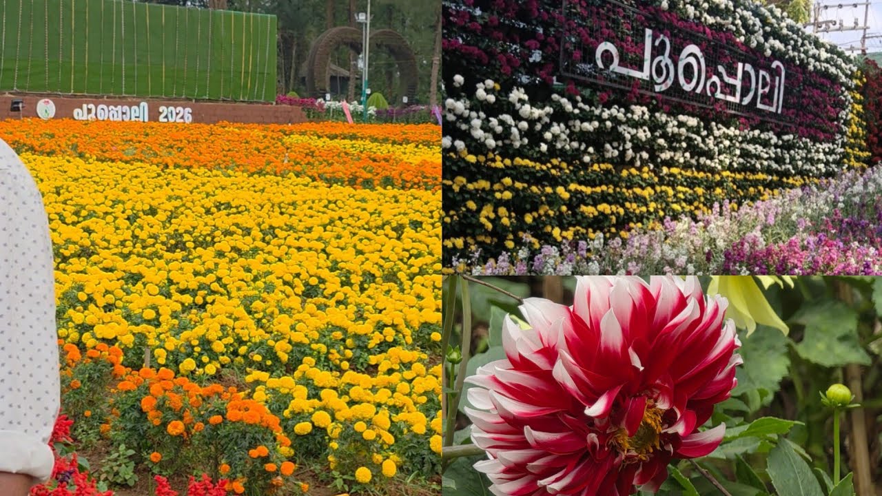 വയനാടൻ പൂപൊലി 2026#long#flowers#gardening#@FarmtoFork78 