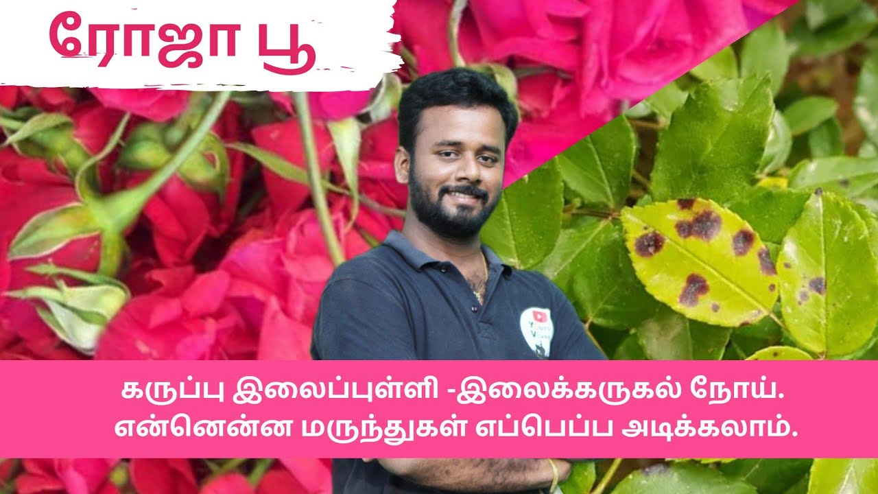 rose leaf spot -ரோஸ் இலைப்புள்ளி -இலைக்கருகல் நோய் மேலாண்மை