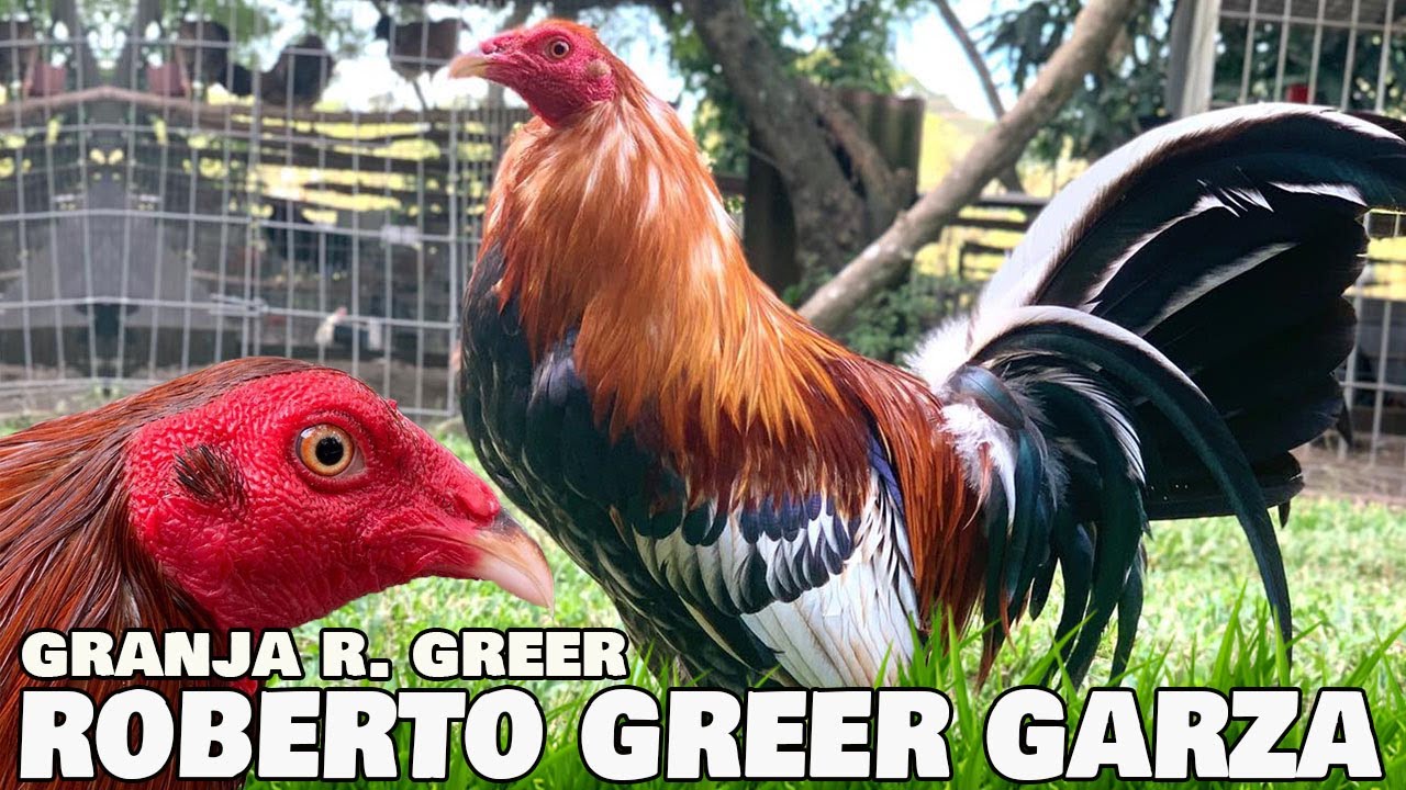 Granja R. Greer Roberto Greer Garza | Beautiful Birds Big Farm Tuxpan