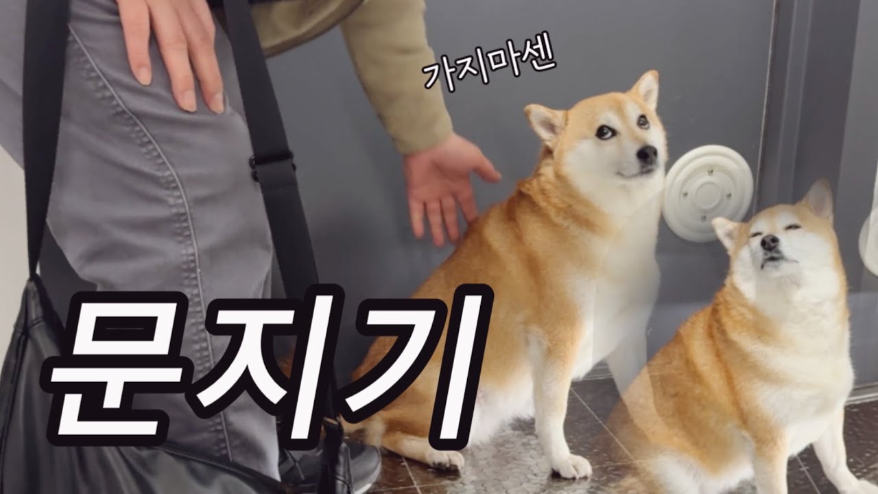 출근하는 아빠 바짓가랑이 붙잡는 강아지 (가발쓴 문어삼촌, 엄마를 위한 아빠표 김밥 만들기)