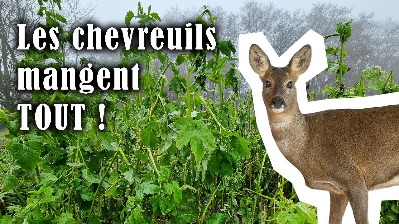 Savoir À L'AVANCE si vous avez beaucoup de chevreuils chez vous | des astuces pour s'en protéger