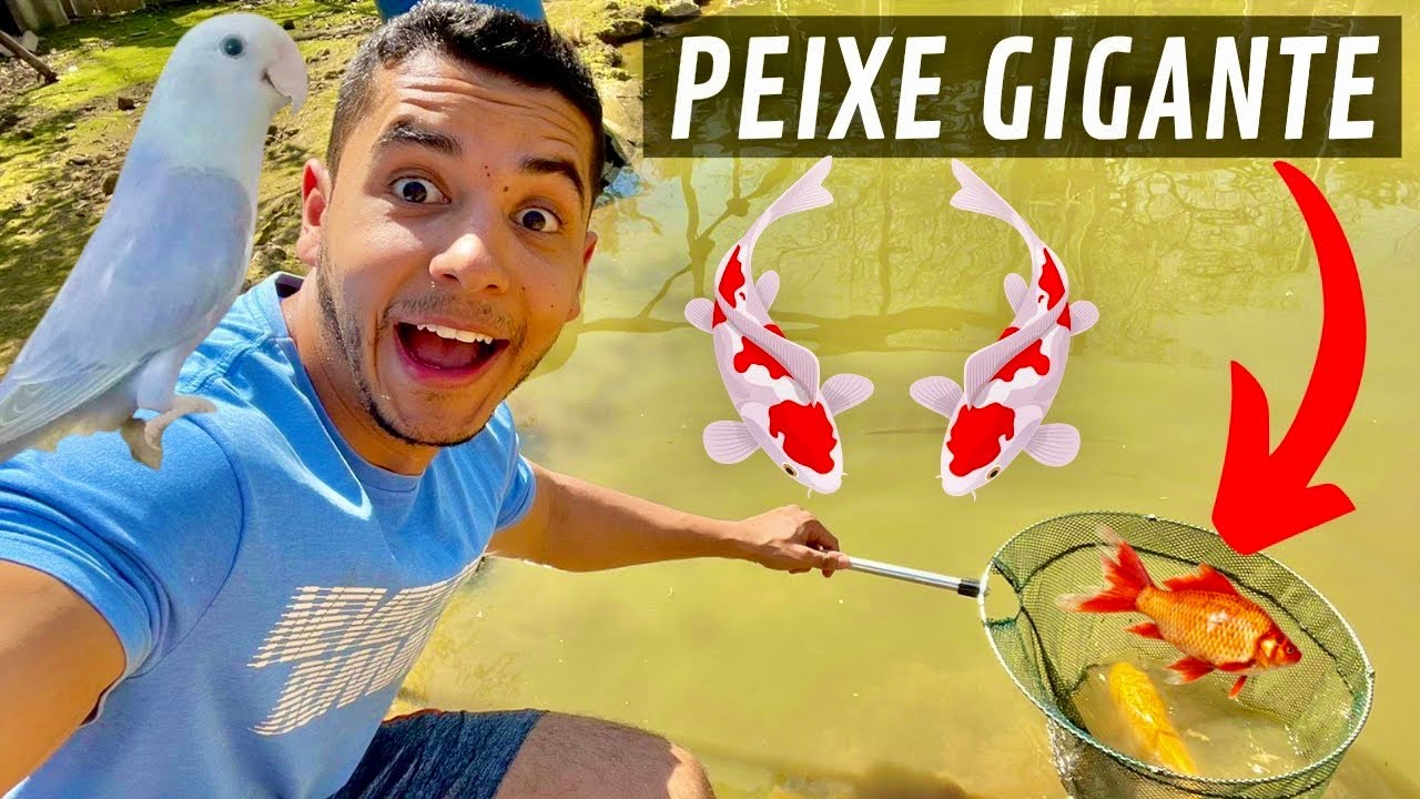 Soltando Agapornes | Peguei um peixe gigante | Limpado lago | Aves Recriar