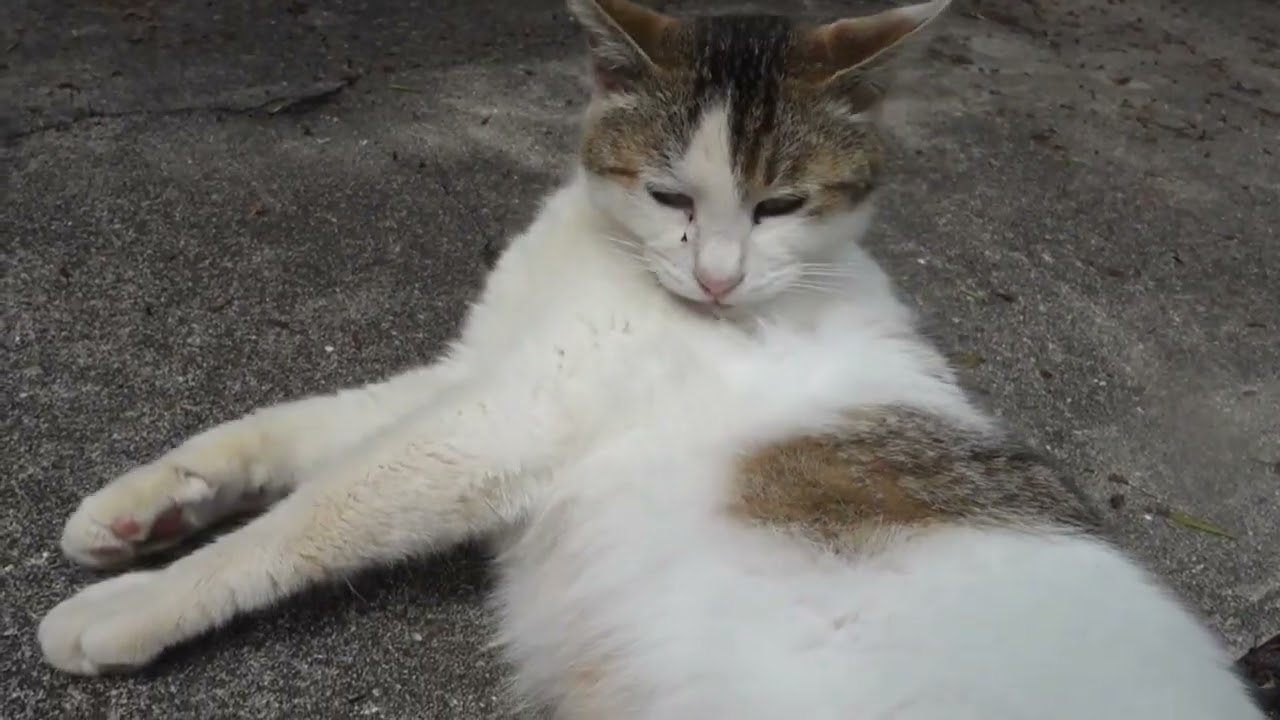 【Cat Video】 meowmeow Happy #cat  #cats  #cute