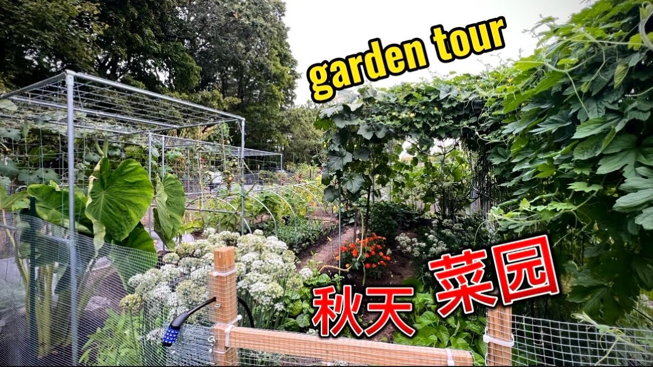 9月种什么？September garden tour