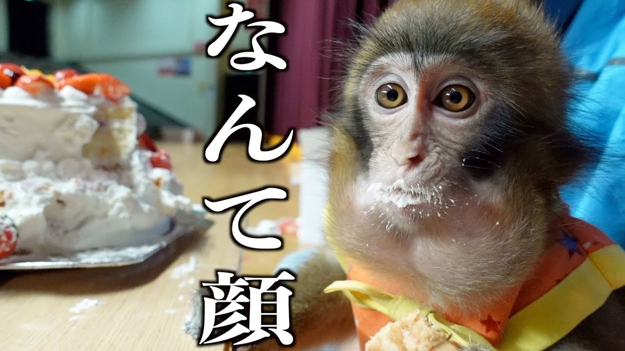 １万円の誕生日ケーキが嬉しすぎた子猿がかわいいwwww