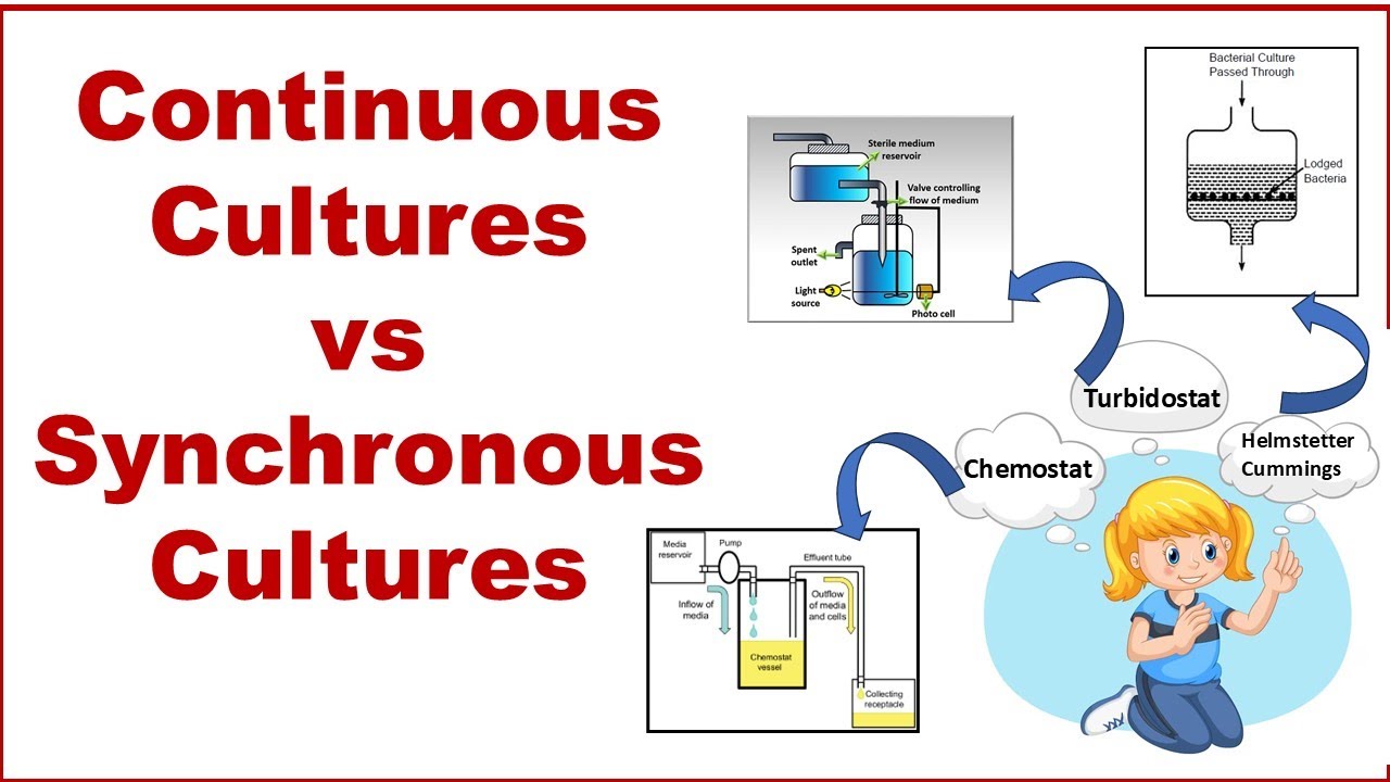 Bacterial Growth- Continuous Cultures vs Synchronous Cultures
