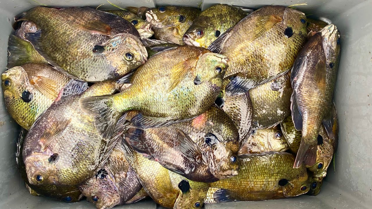 2 HOURS of GIANT BLUEGILL, SHELLCRACKER and COPPERNOSE BREAM! -- Her BIGGEST Ever! (Catch and Cook!)