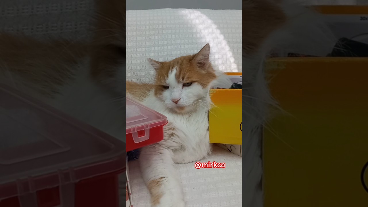 Oğlum ile iki lafın belini kırdık 🤣 #kedi #cat #mirkca #kediler #cutecat #catlife #kedilerind&uuml;nyası