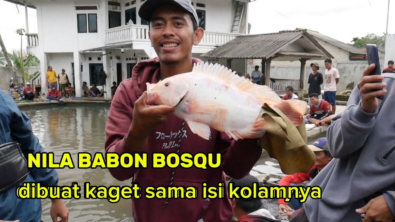 BORONGAN NILA BABON,,DIBUAT KAGET SAMA ISI KOLAM NYA ‼️ MANCING BORONGAN NILA,IKAN MAS BABON