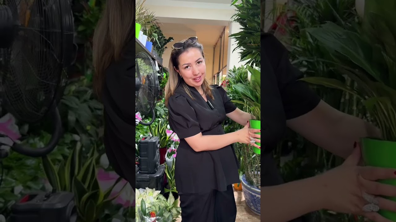 Erkak baxti degan gullar arzonladi Urganch Grengarden endi yarim narxda