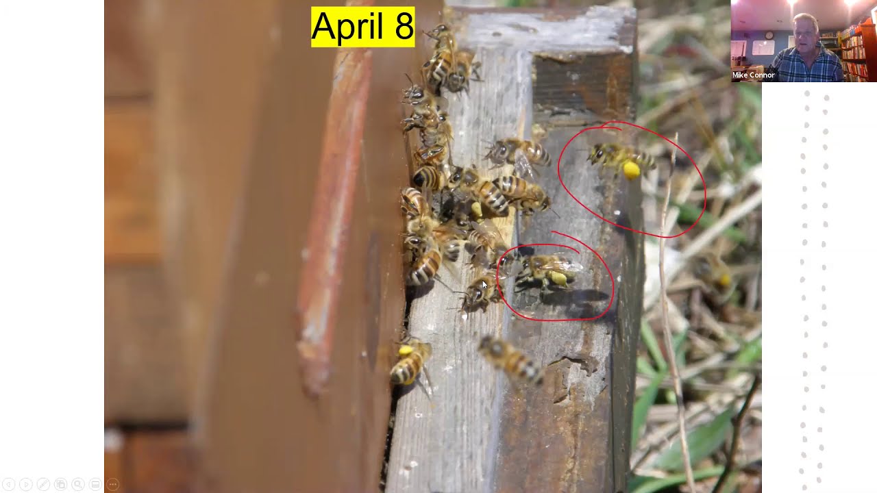 2021.02.03  Bees & Trees