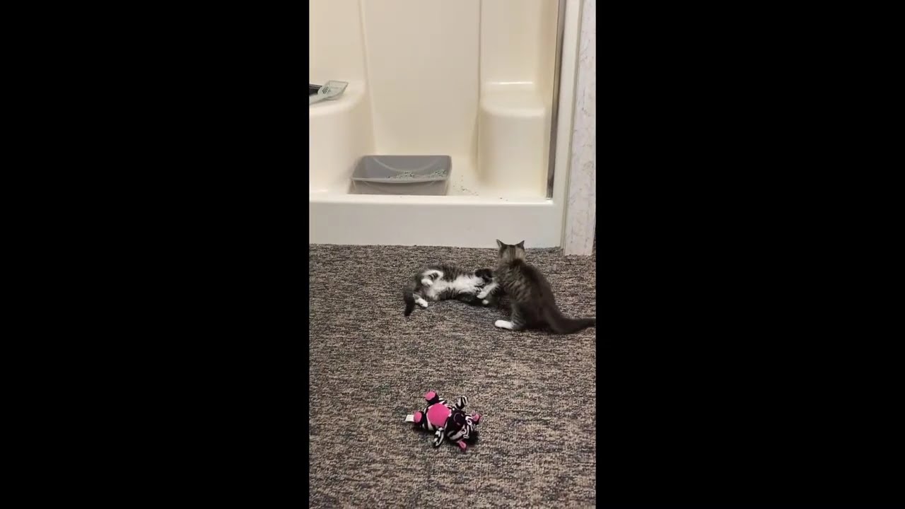 45 Minutes of Cat Videos for Sleep and Relaxation (Low, Calm Music)