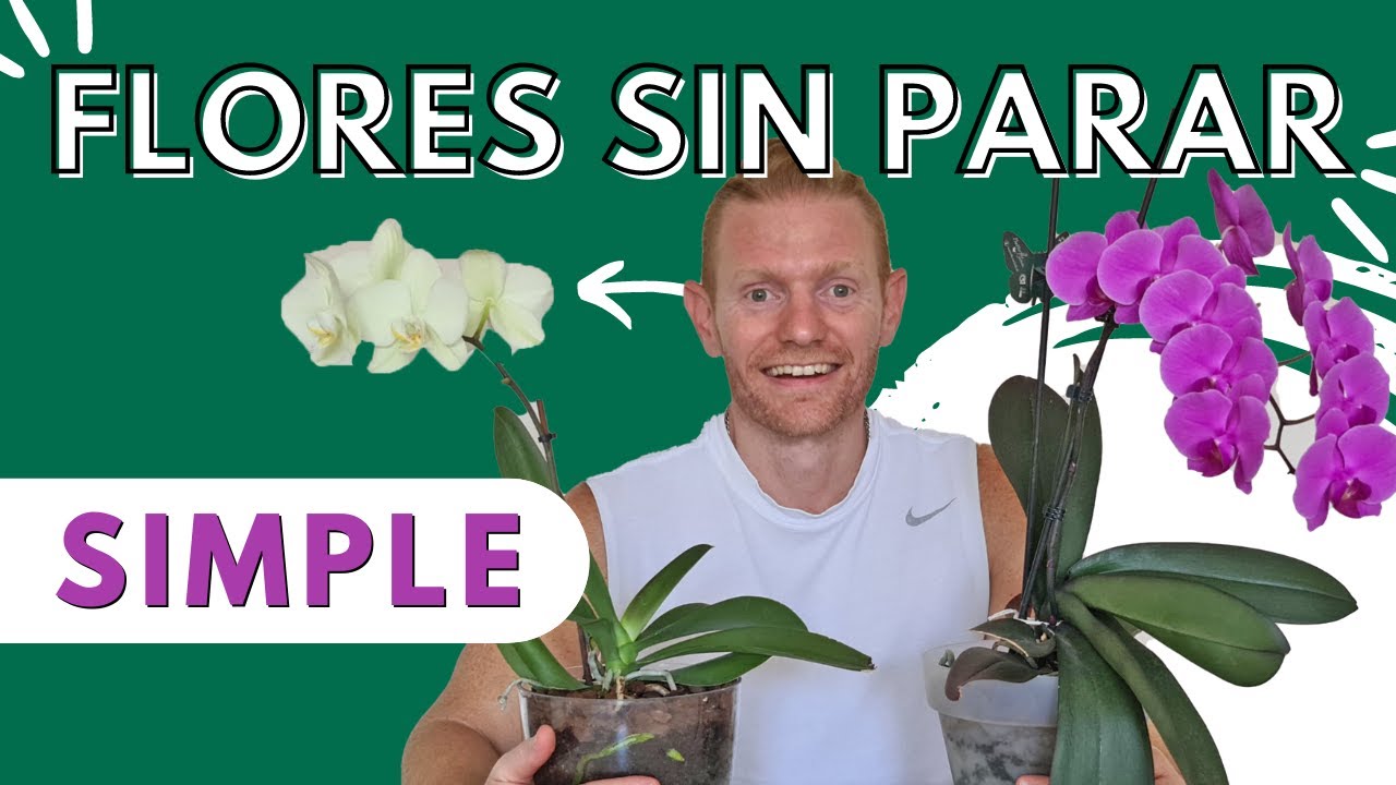 ⭐Cómo Cuidar Orquídea Phalaenopsis en Casa | Guía Completa ⭐