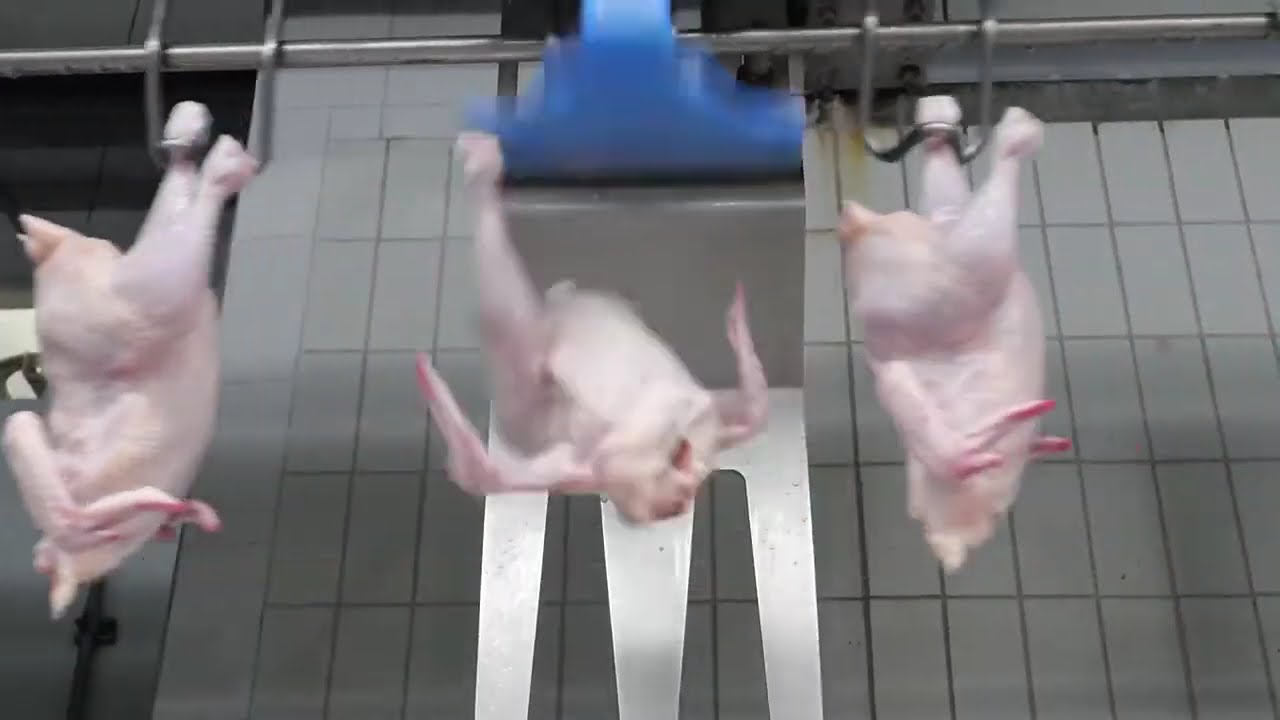 Chicken Factory, production of Dakgalbi | Korean farm Industrial |Korean Food Factory