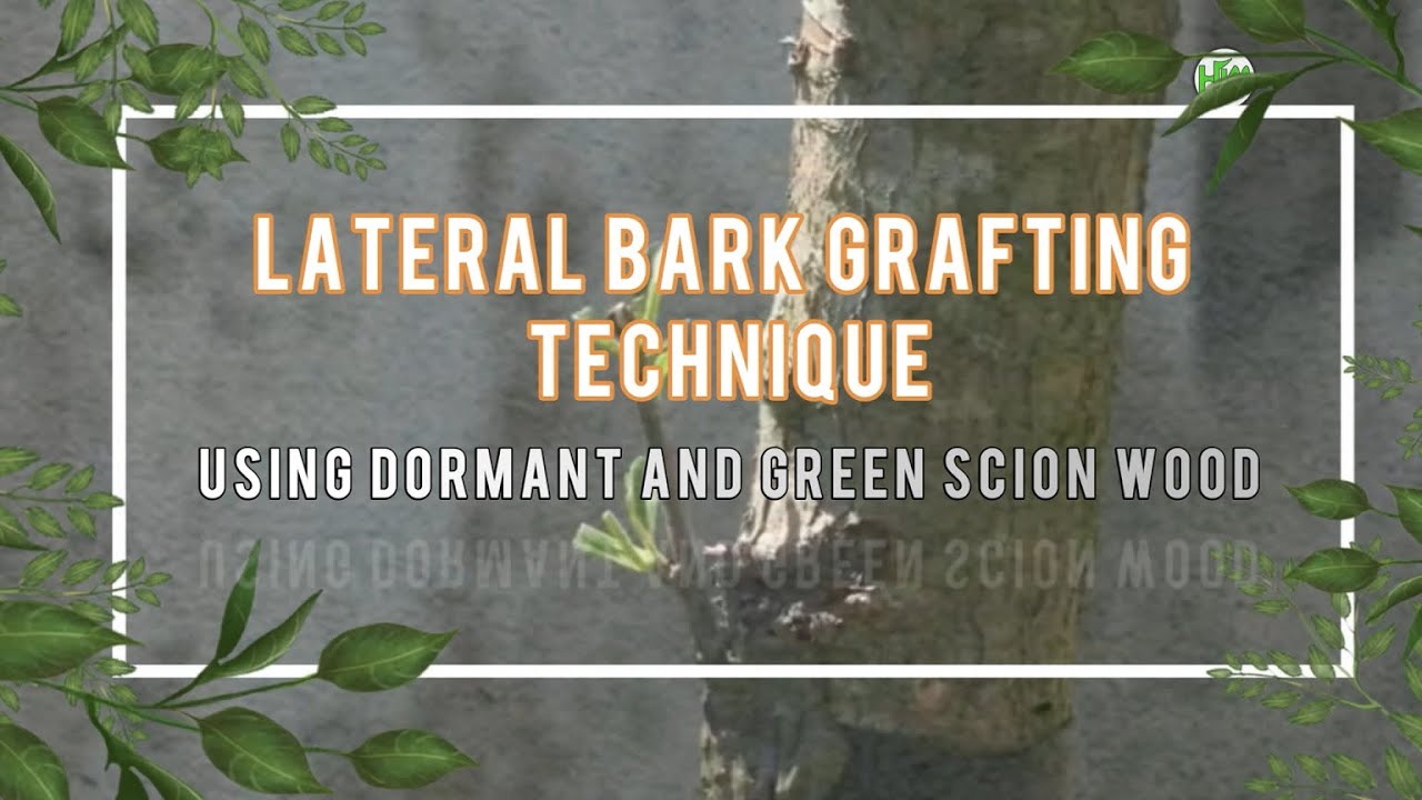 Lateral Bark Grafting: Techniques for Dormant and Green Scion Wood