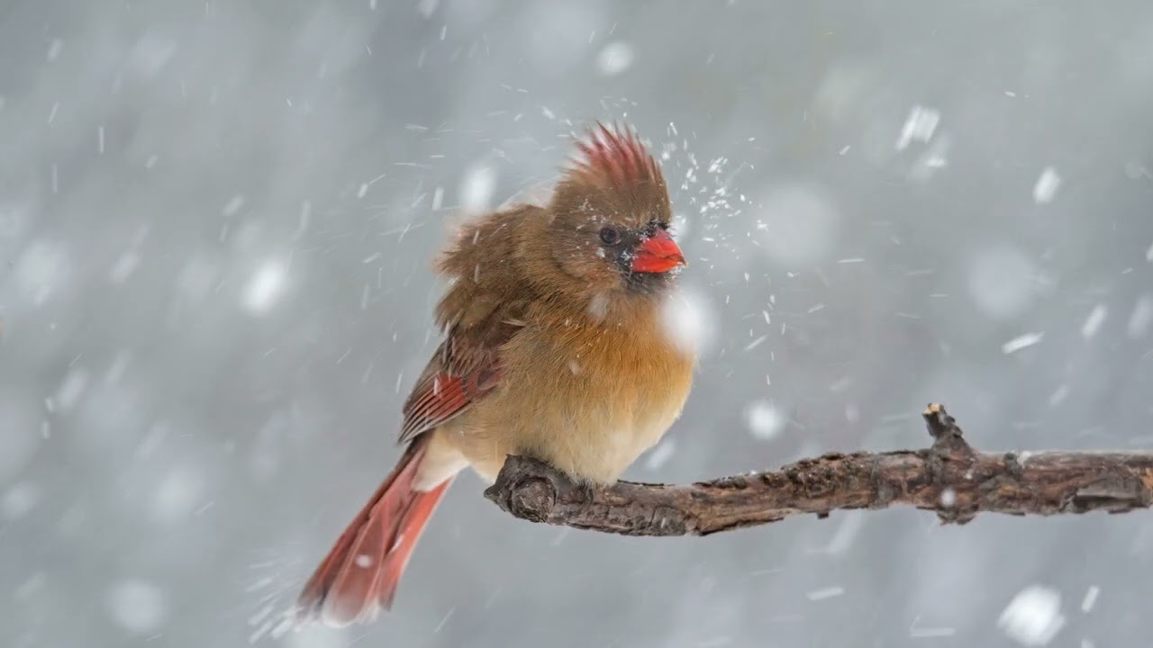 Birds on My Farm